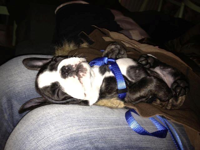 Fransk bulldog Batman' <3 - Batman '<3 billede 2