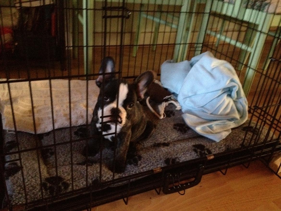 Fransk bulldog Batman' <3 - Batman '<3 billede 3