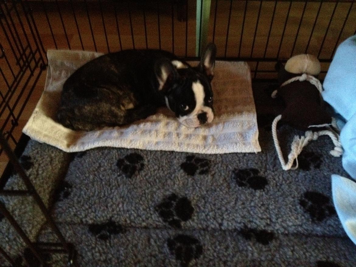 Fransk bulldog Batman' <3 - Batman '<3 billede 4