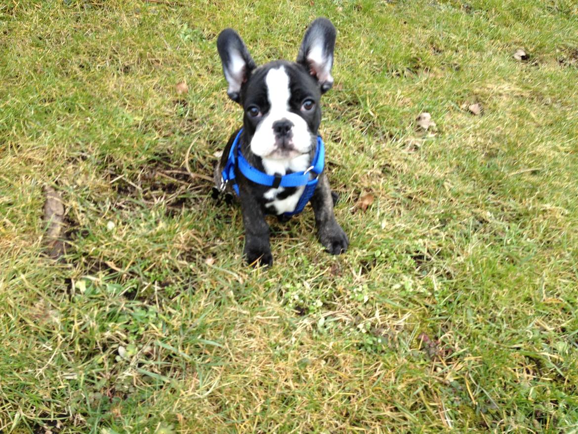 Fransk bulldog Batman' <3 - Batman '<3 billede 5