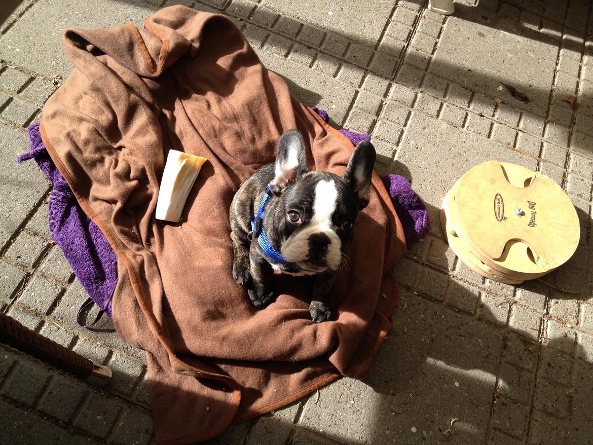 Fransk bulldog Batman' <3 - Batman '<3 billede 6