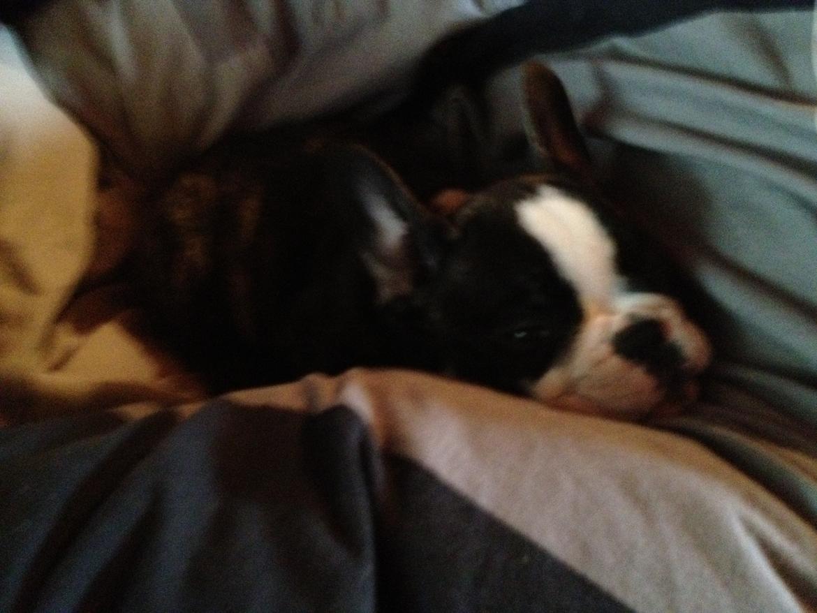 Fransk bulldog Batman' <3 - Batman '<3 billede 7