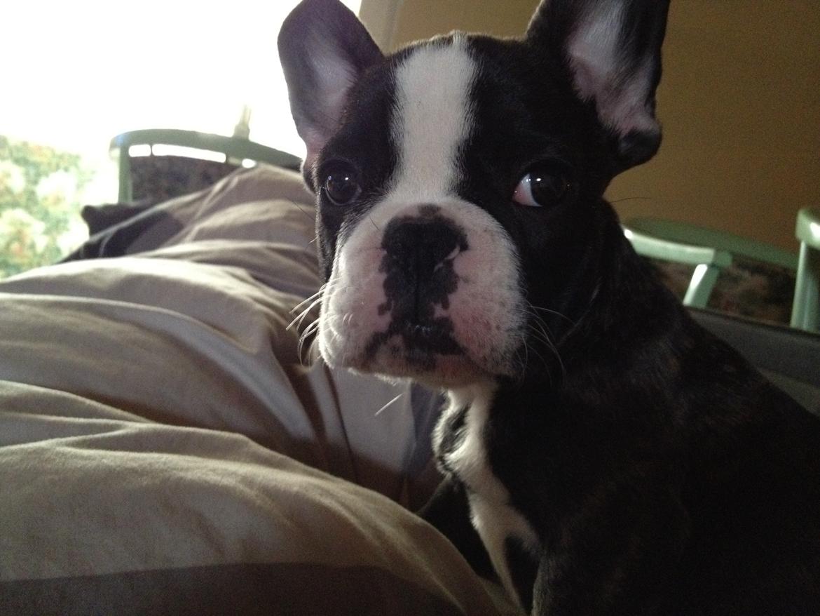 Fransk bulldog Batman' <3 - Batman '<3 billede 8