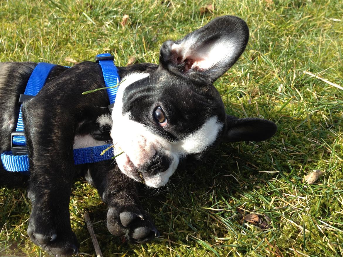 Fransk bulldog Batman' <3 - Batman '<3 billede 9