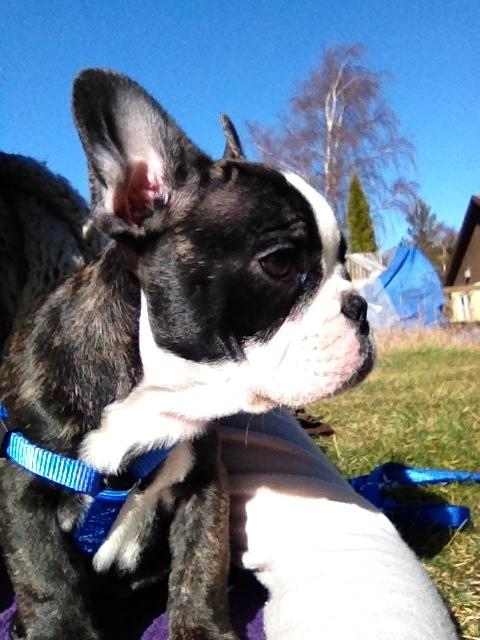 Fransk bulldog Batman' <3 - Batman '<3 billede 13