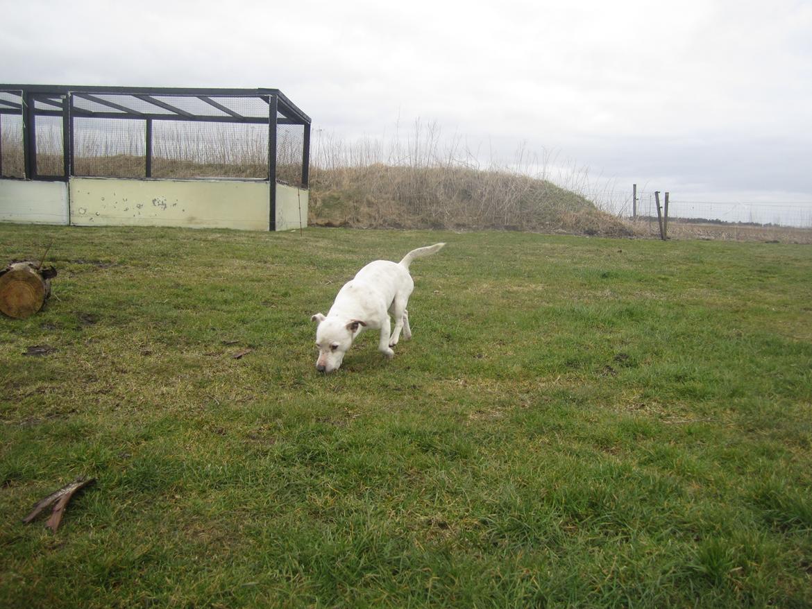 Jack russell terrier silas billede 10