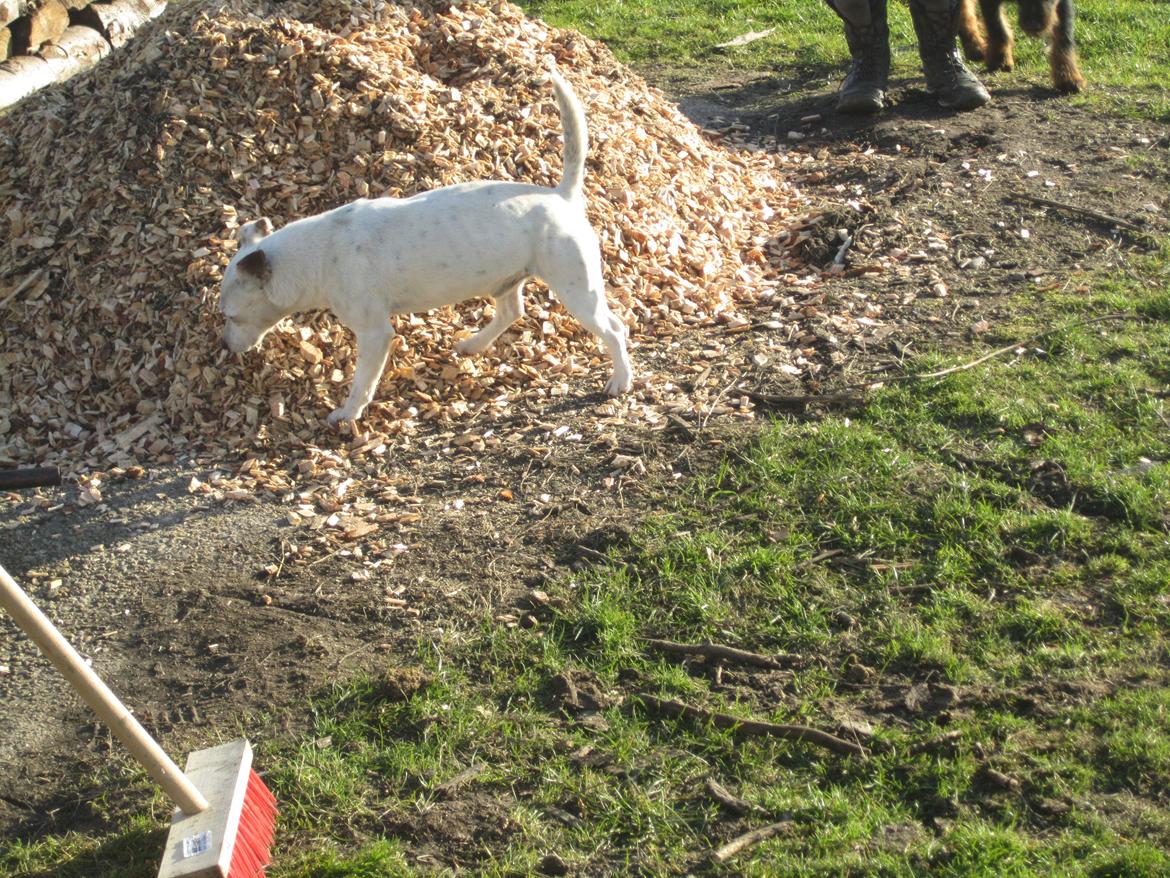 Jack russell terrier silas billede 13