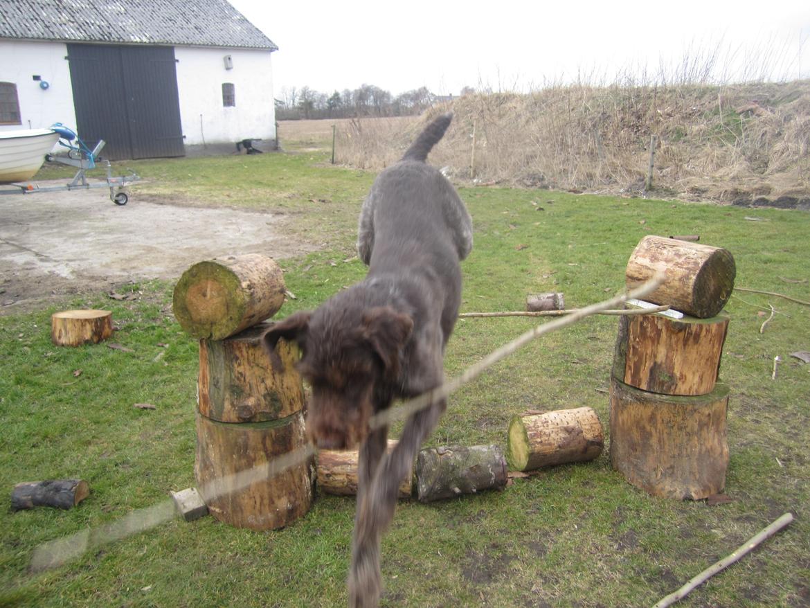 Ruhåret hønsehund Birkemosens Luchs billede 13