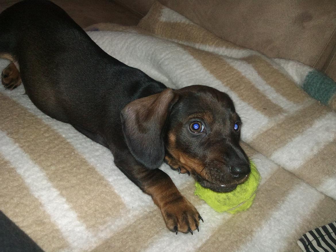 Dværggravhund tyson billede 1