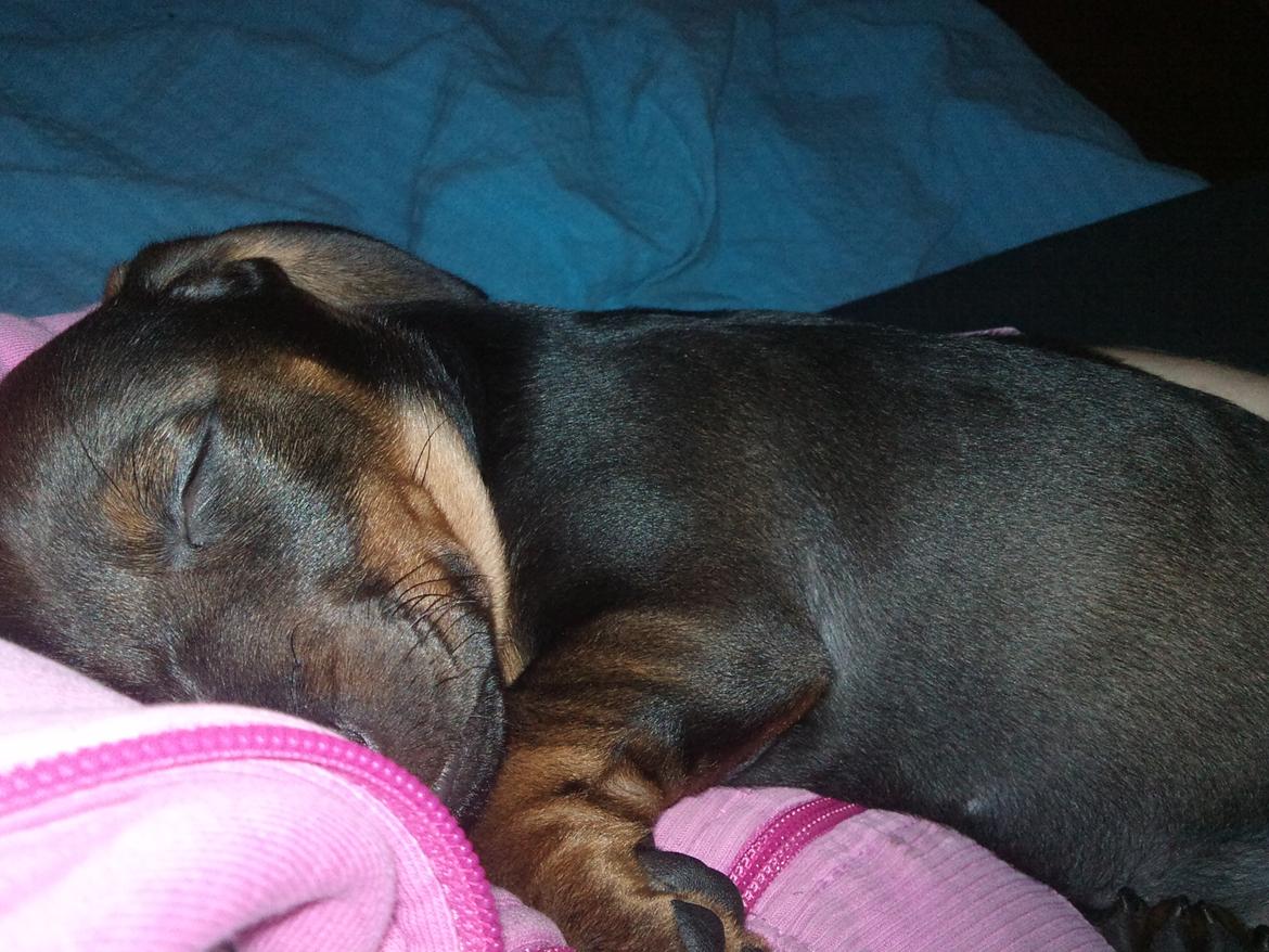 Dværggravhund tyson billede 2