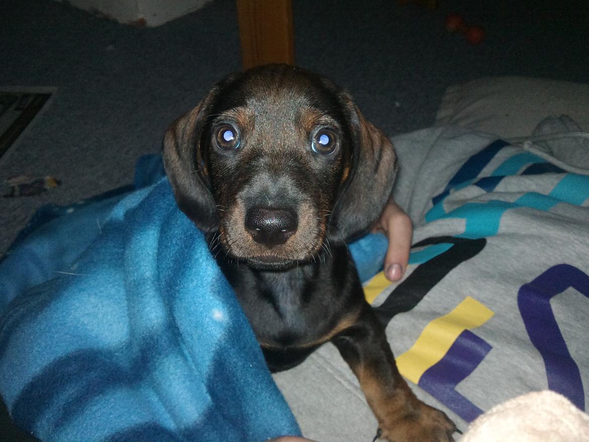 Dværggravhund tyson billede 3