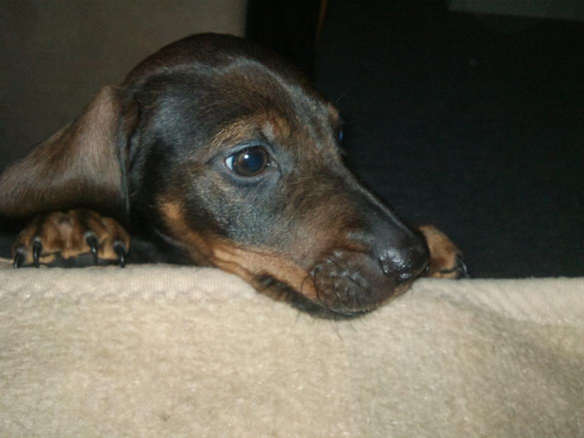 Dværggravhund tyson billede 4