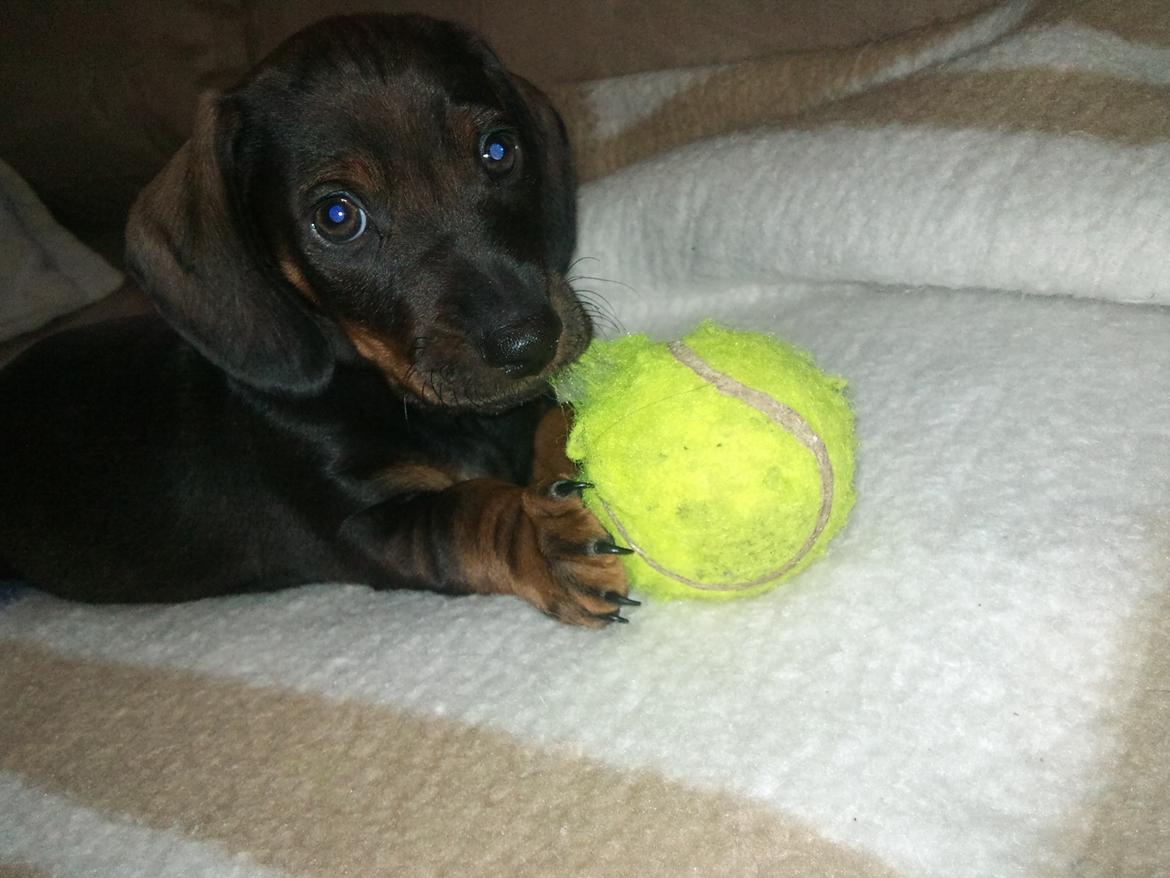 Dværggravhund tyson billede 5