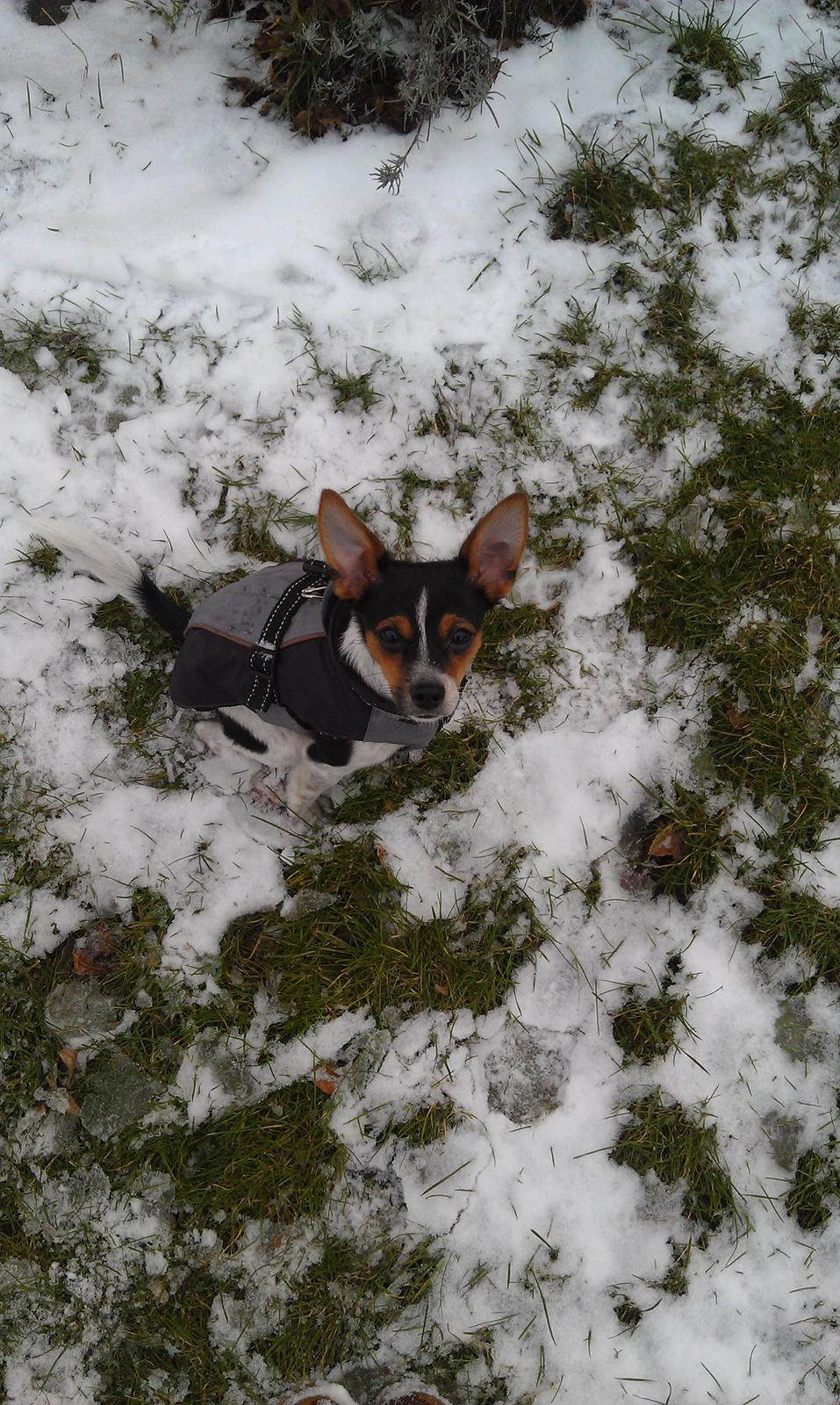 Blanding af racer Carlo - 6 måneder gammel :-) billede 9