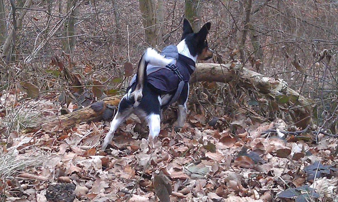 Blanding af racer Carlo - Carlo har her fået øje på en traktor i skoven, den var MEGET farlig ;-) billede 11