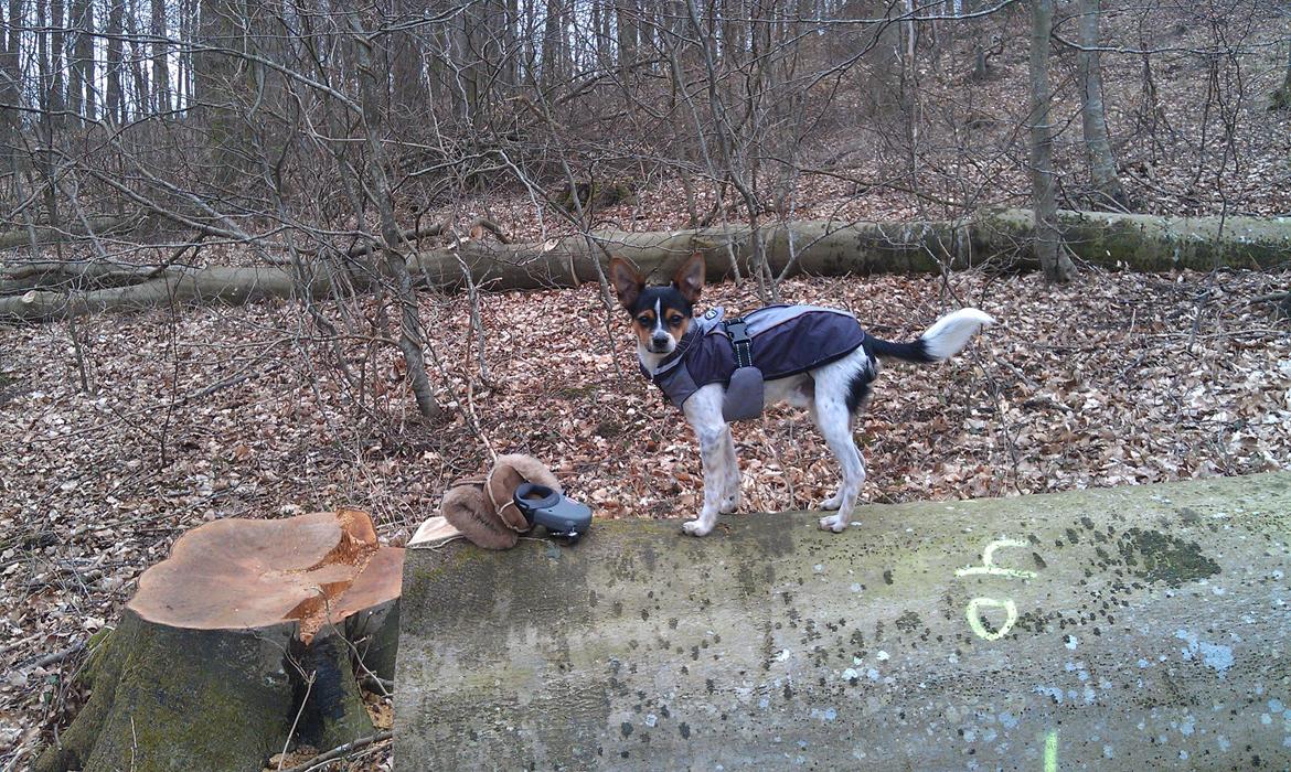 Blanding af racer Carlo - "Det er sjovt at klatre på træstammen, så bliver man NÆSTEN lige så høj som moaar!" ;-) billede 13