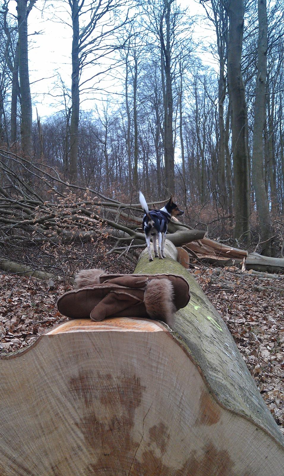 Blanding af racer Carlo billede 14