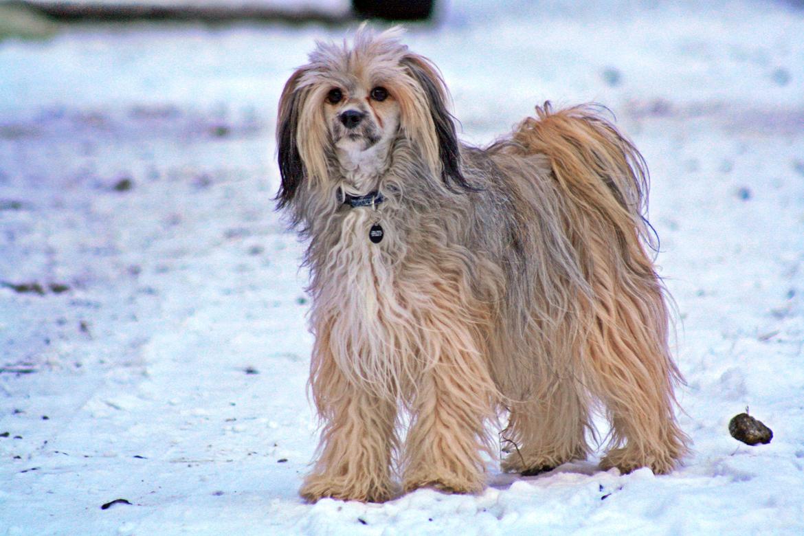 Chinese crested powder puff No Guts No Glorys Alvin - Velkommen til min profil - læg gerne en kommentar og bedømmelse  billede 2