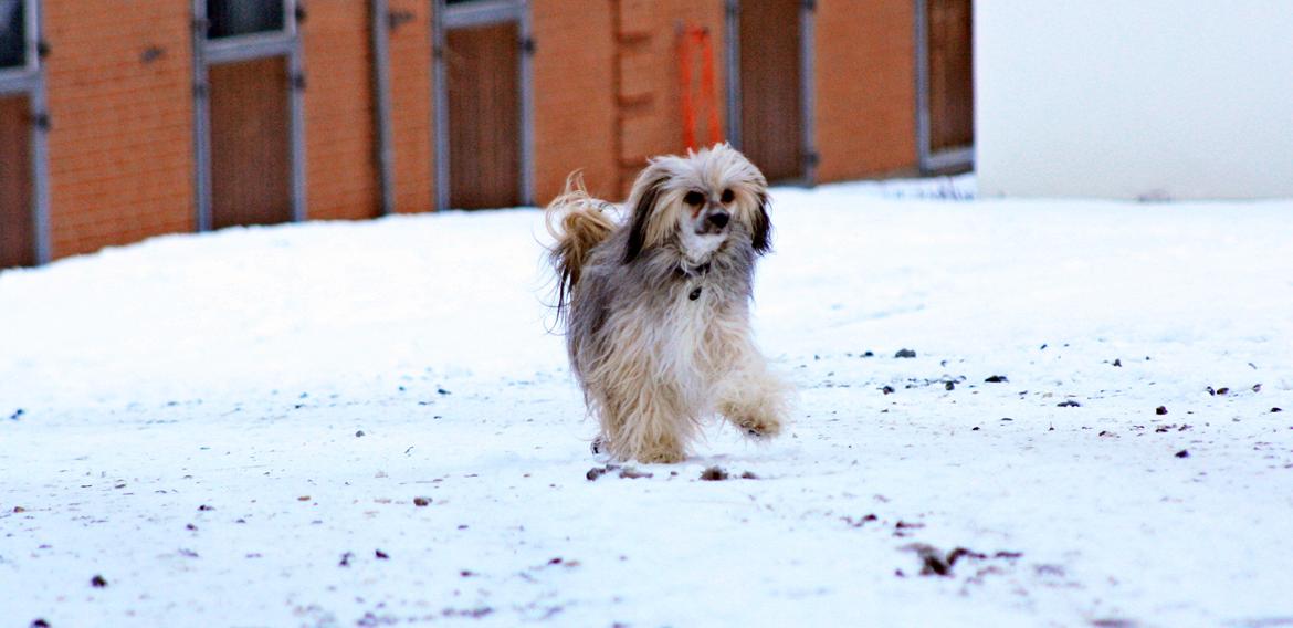 Chinese crested powder puff No Guts No Glorys Alvin billede 21