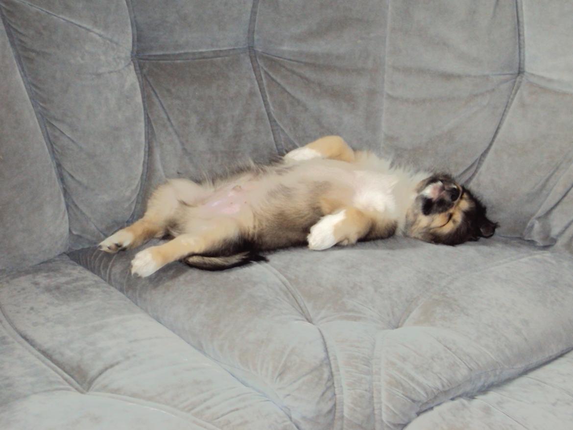 Tibetansk spaniel Cody (Mister President) billede 1