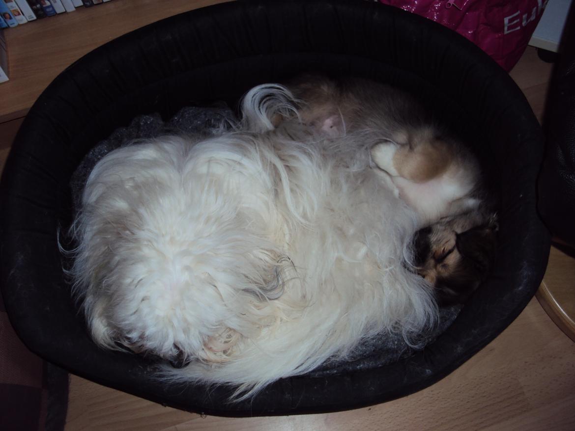 Tibetansk spaniel Cody (Mister President) - Cody sammen med han nye ven Ludvig, der er blevet hans reservefar billede 2