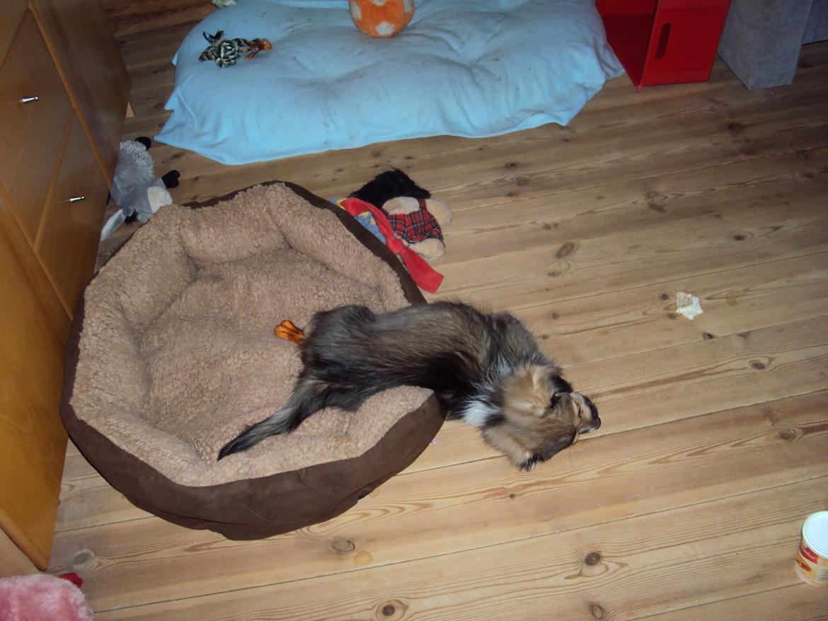 Tibetansk spaniel Cody (Mister President) billede 3