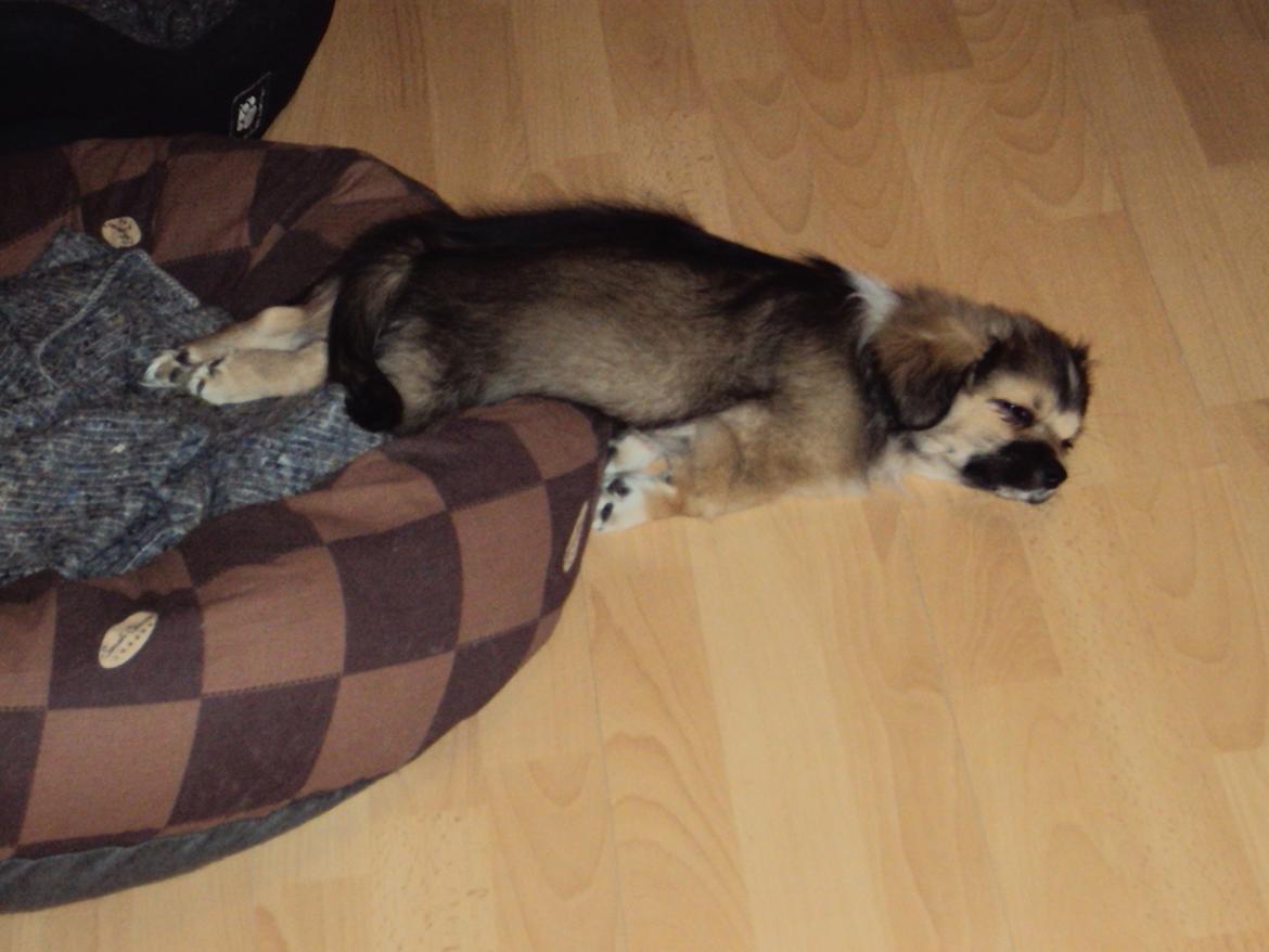 Tibetansk spaniel Cody (Mister President) billede 4