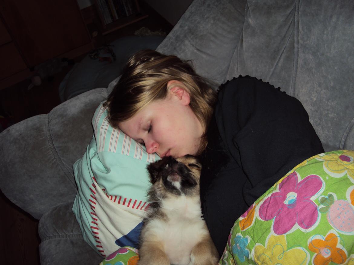 Tibetansk spaniel Cody (Mister President) - cody og jeg tager en velfortjent middagslur, det er hårdt at være hvalp, og nybagt hundeejer billede 5