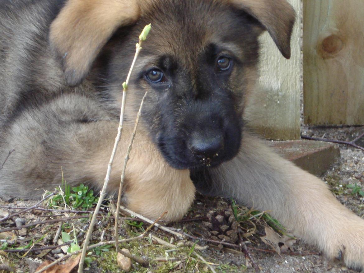 Schæferhund zako billede 6