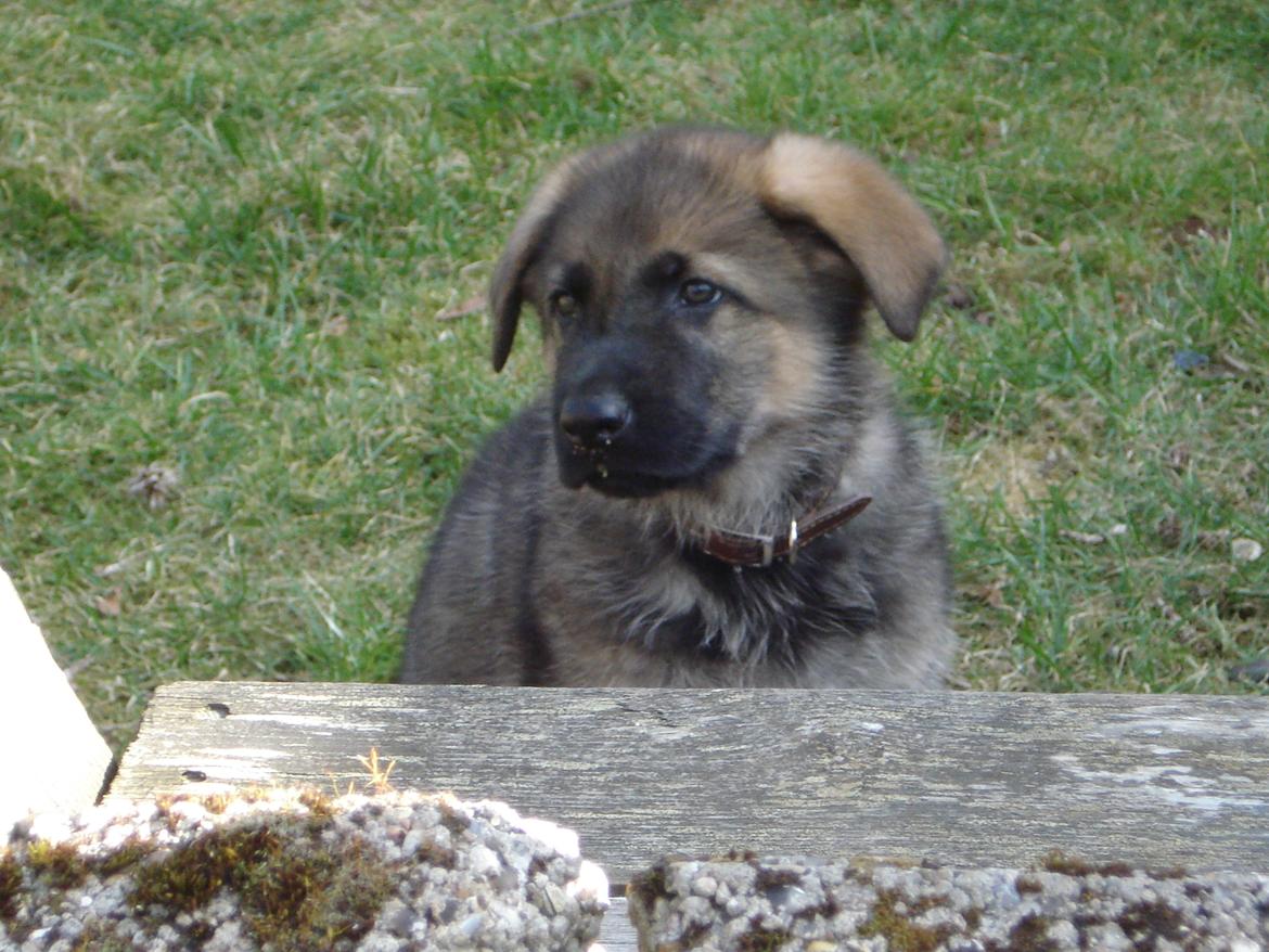 Schæferhund zako billede 7