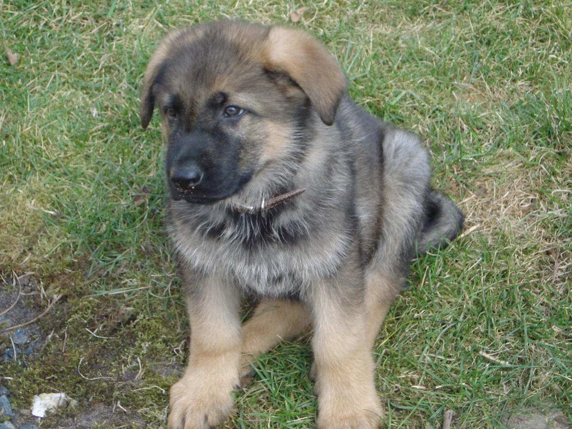 Schæferhund zako billede 8