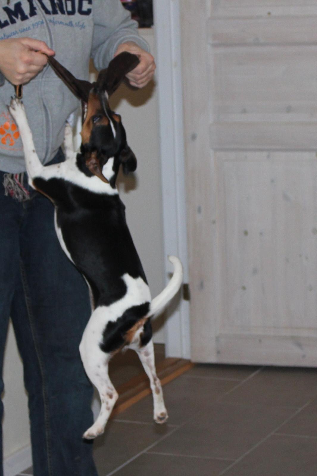 Dansk svensk gaardhund Moustgaard Havana billede 19