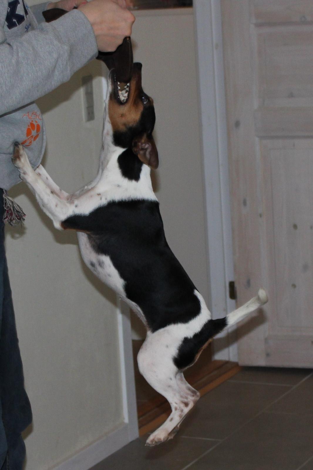 Dansk svensk gaardhund Moustgaard Havana billede 20