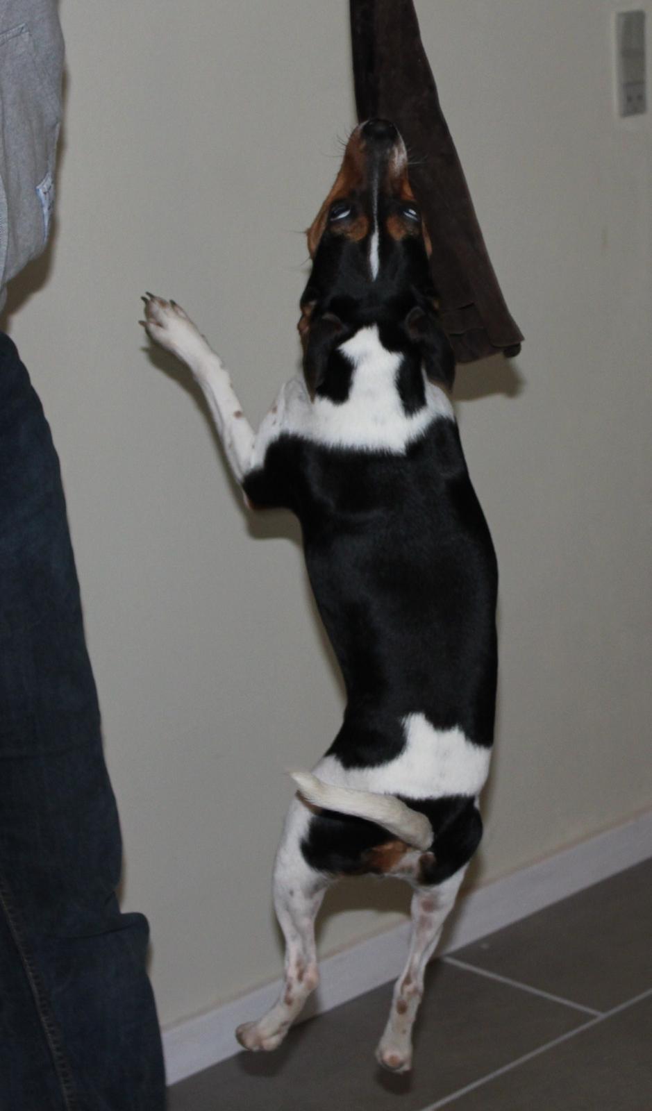 Dansk svensk gaardhund Moustgaard Havana billede 2