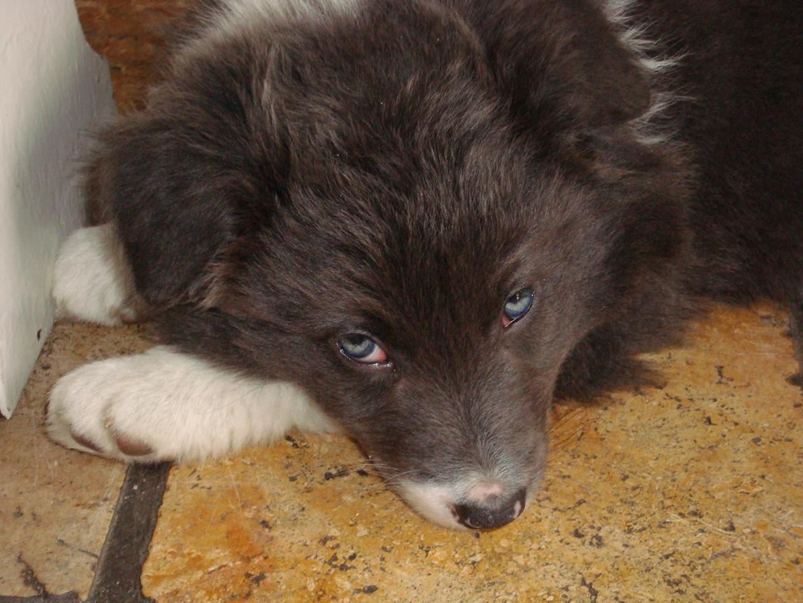 Border collie DUSTY - Min lille nye hvalp billede 14