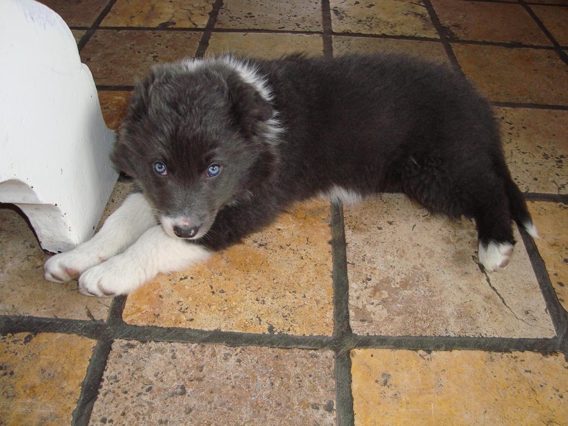 Border collie DUSTY billede 3