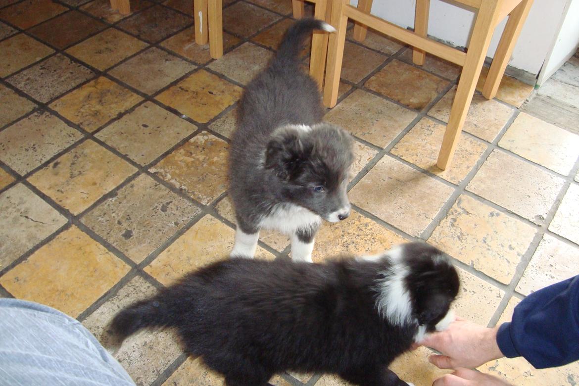 Border collie DUSTY billede 7