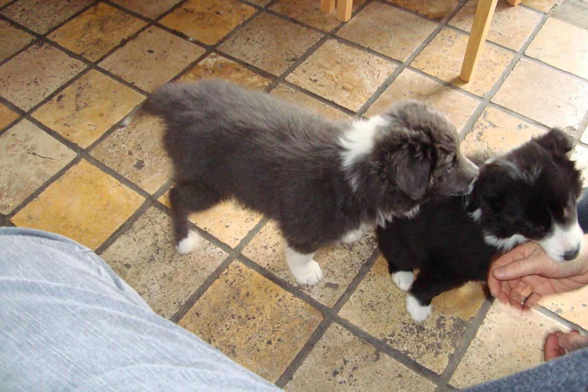 Border collie DUSTY - Skal vi lege? billede 8