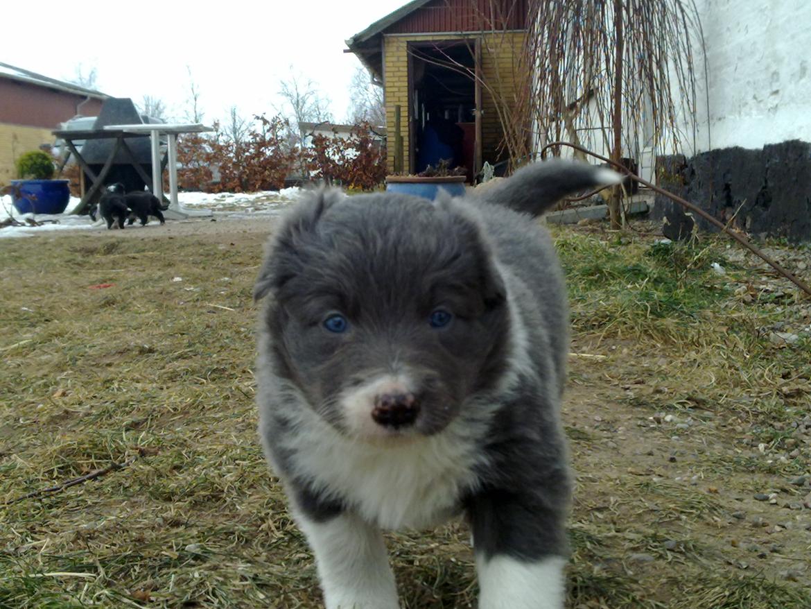 Border collie DUSTY billede 9