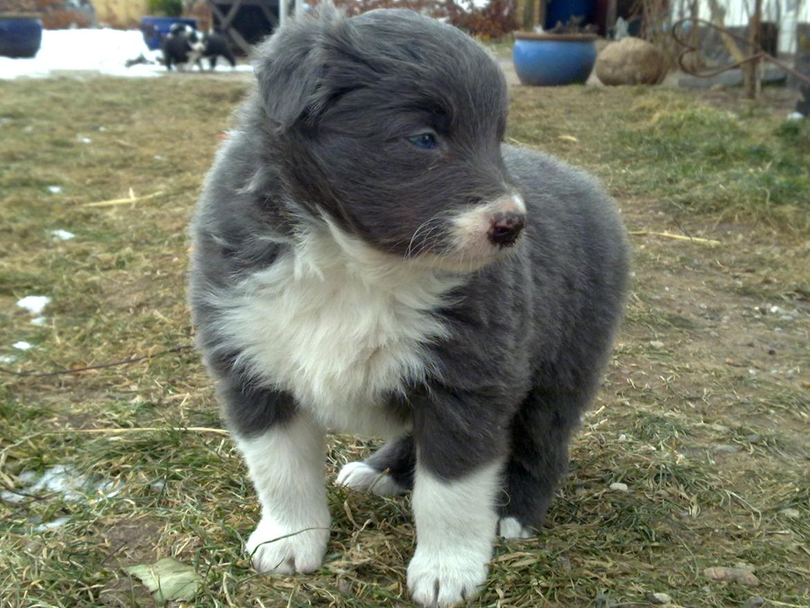 Border collie DUSTY billede 10