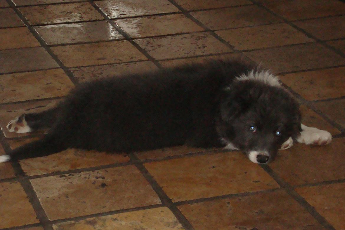 Border collie DUSTY billede 11