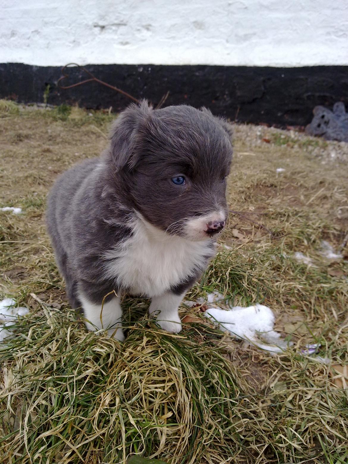 Border collie DUSTY billede 12