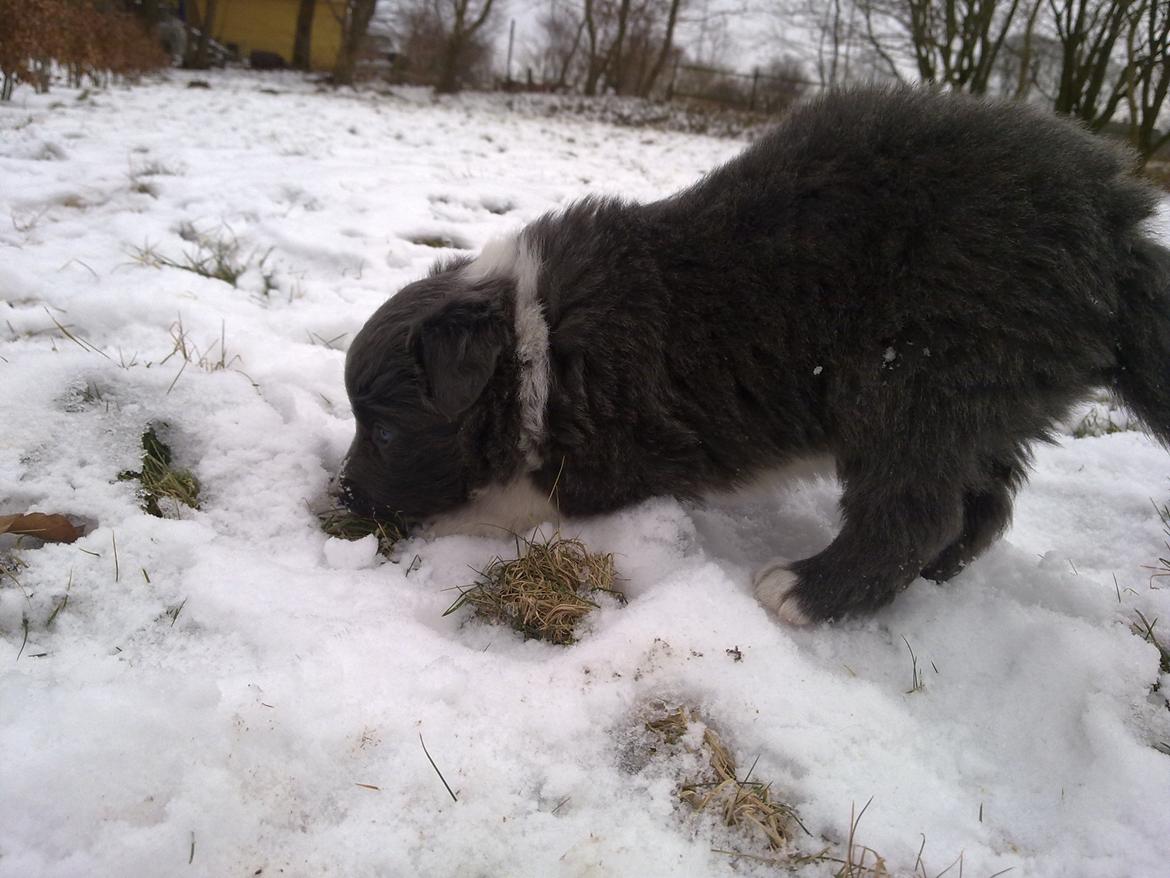 Border collie DUSTY billede 13