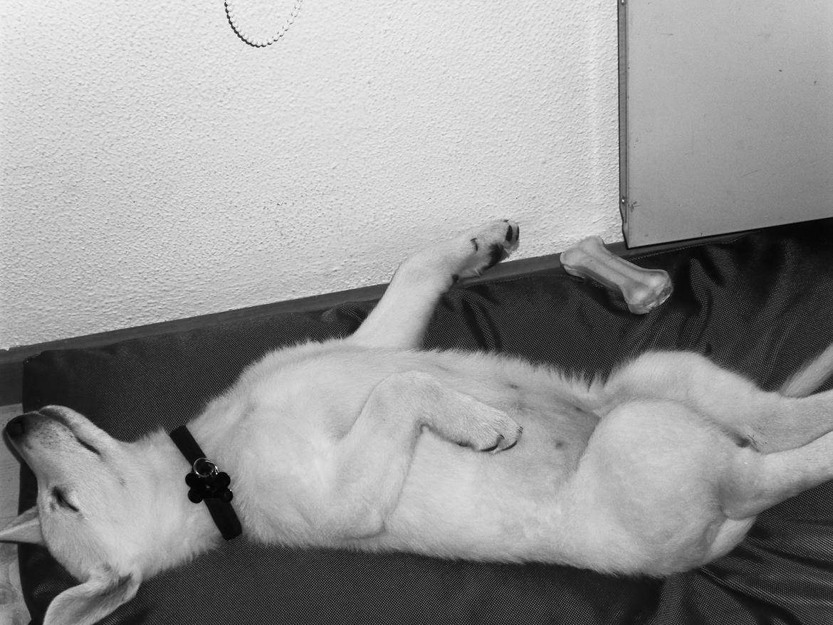 Hvid schæfer R.I.P Chiva. - total afslapning billede 11