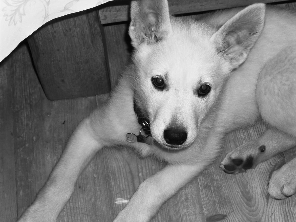 Hvid schæfer R.I.P Chiva. - <3 billede 12