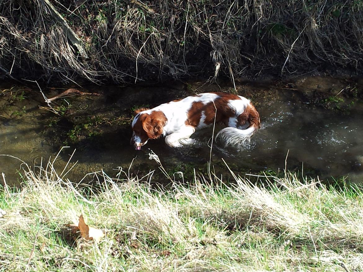 Welsh springer spaniel Flicka † - Taget d. 14-03-12
wee vand!! :p hhe.. billede 20