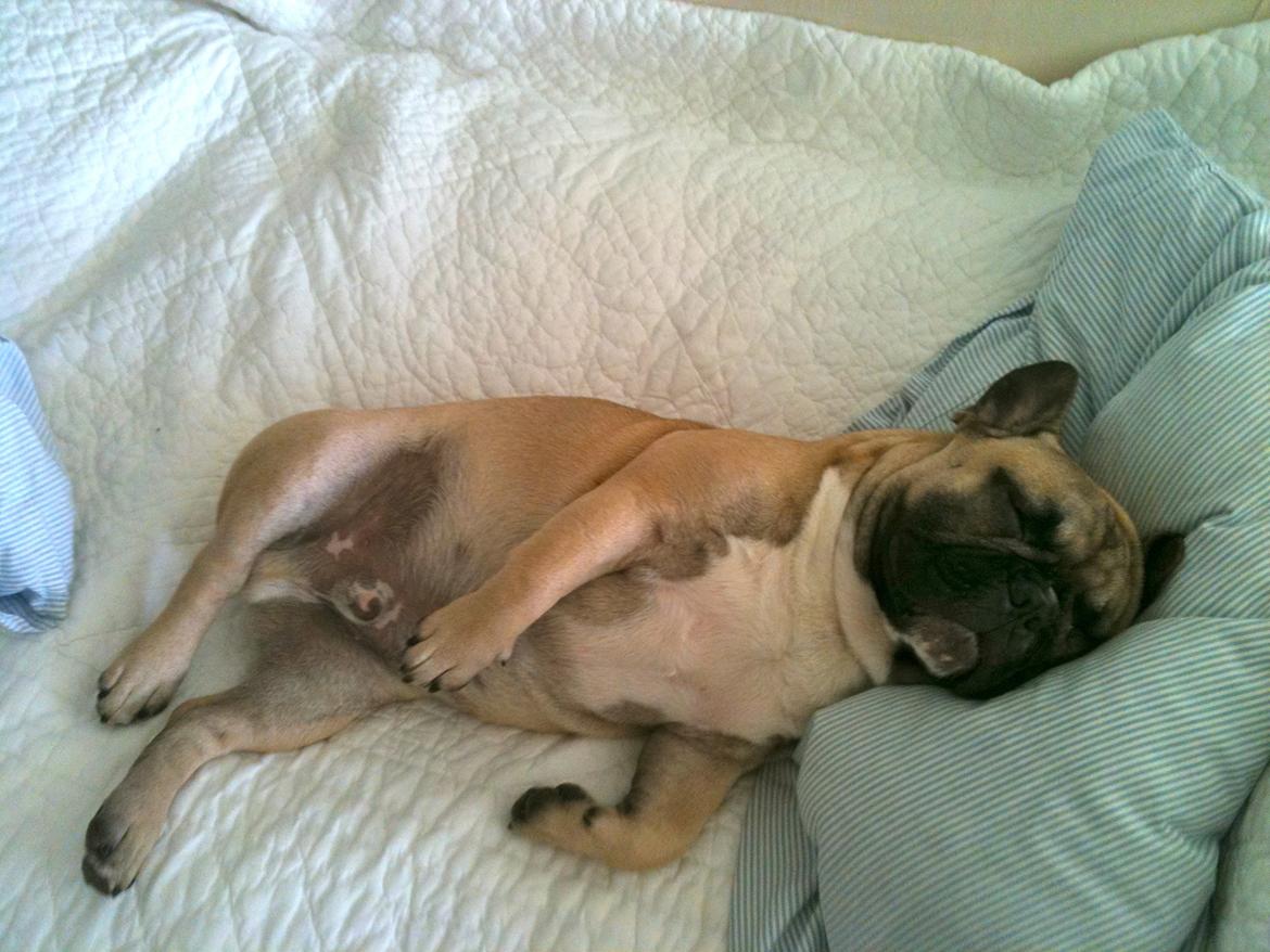 Fransk bulldog Albert - Albert tager sig lige en morfar.... billede 7