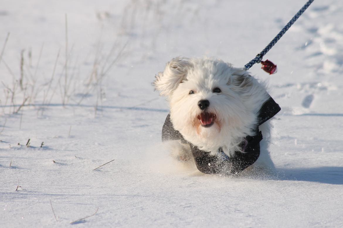 Coton de tulear Balou |Terroristen| billede 2
