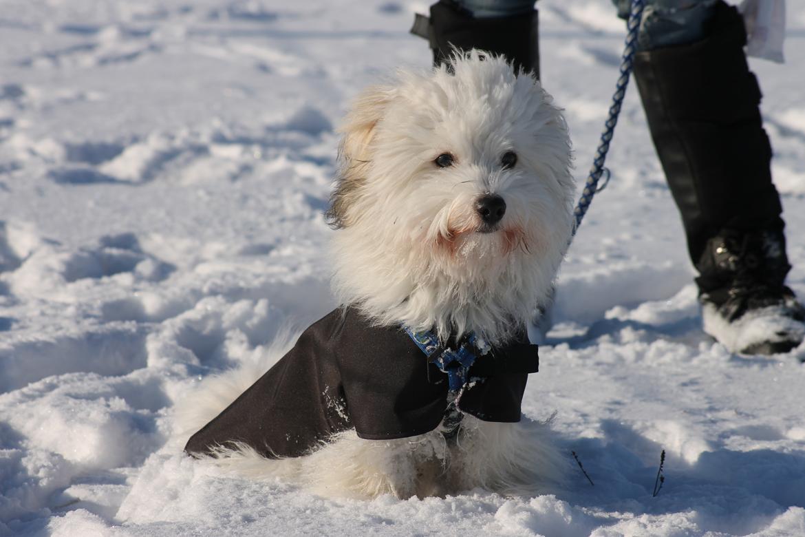 Coton de tulear Balou |Terroristen| billede 18