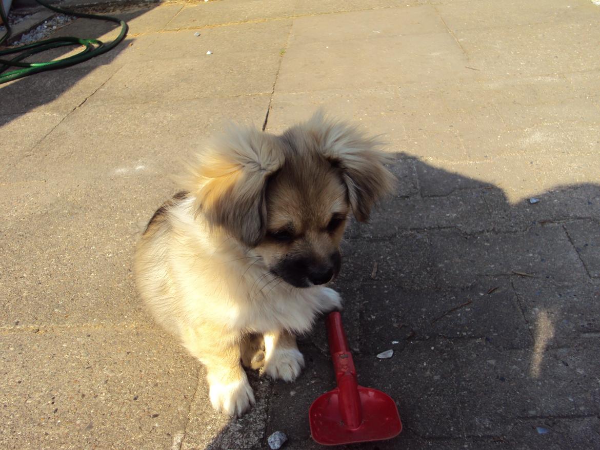 Tibetansk spaniel Cody (Mister President) - jeg har ikke hentet skovlen i sandkassen billede 6